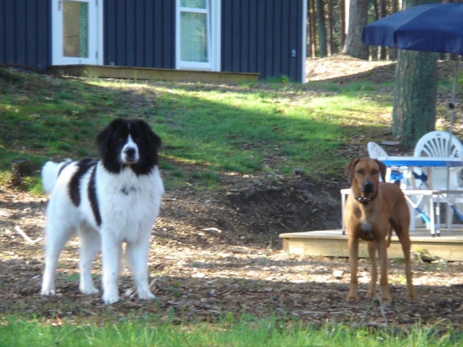Haus Landseer - Baabe Exteriör bild